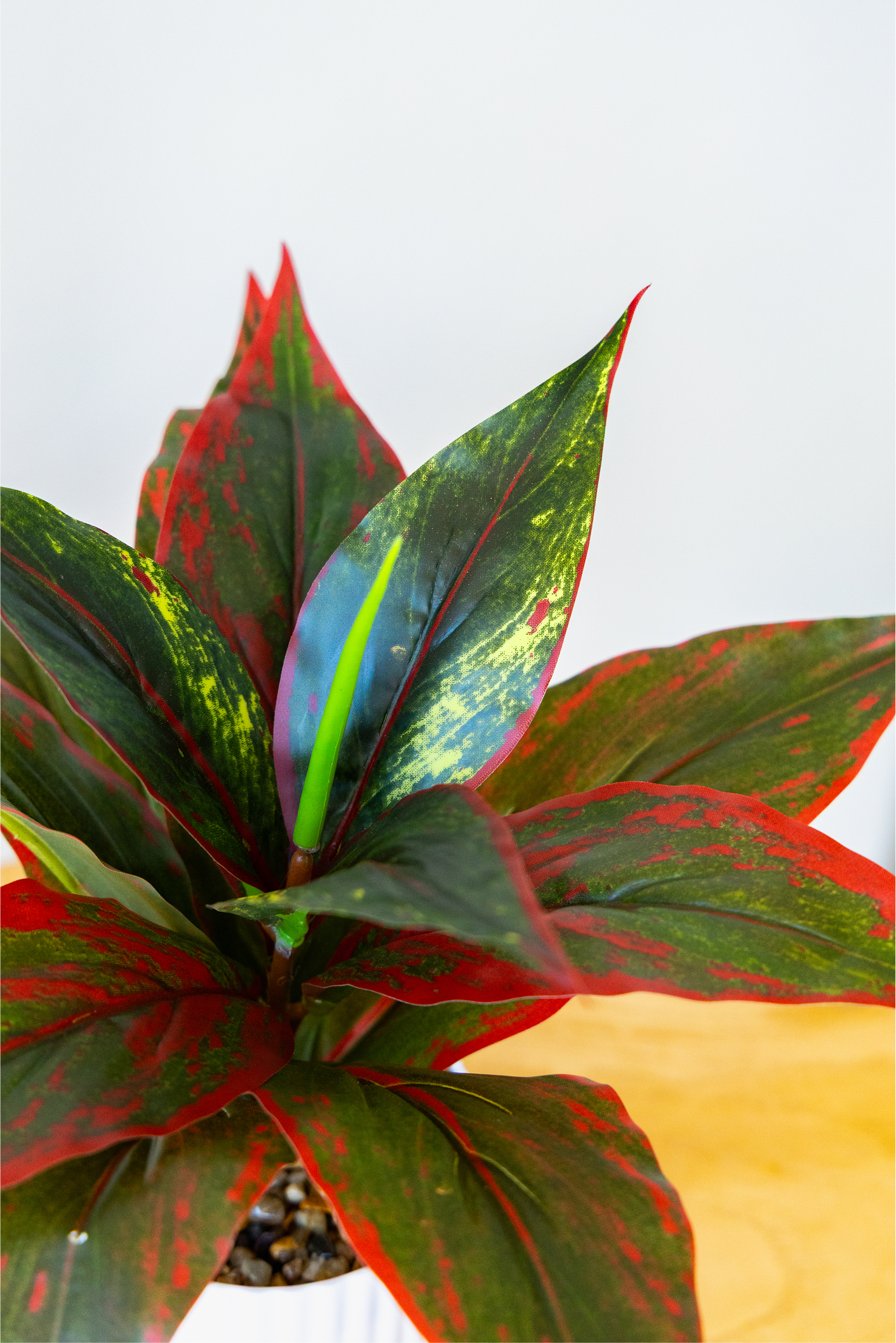 Small Evergreen Plant