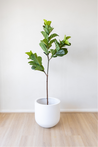 Potted Artificial Fiddle Leaf