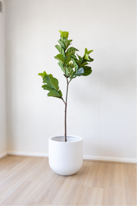 Potted Artificial Fiddle Leaf