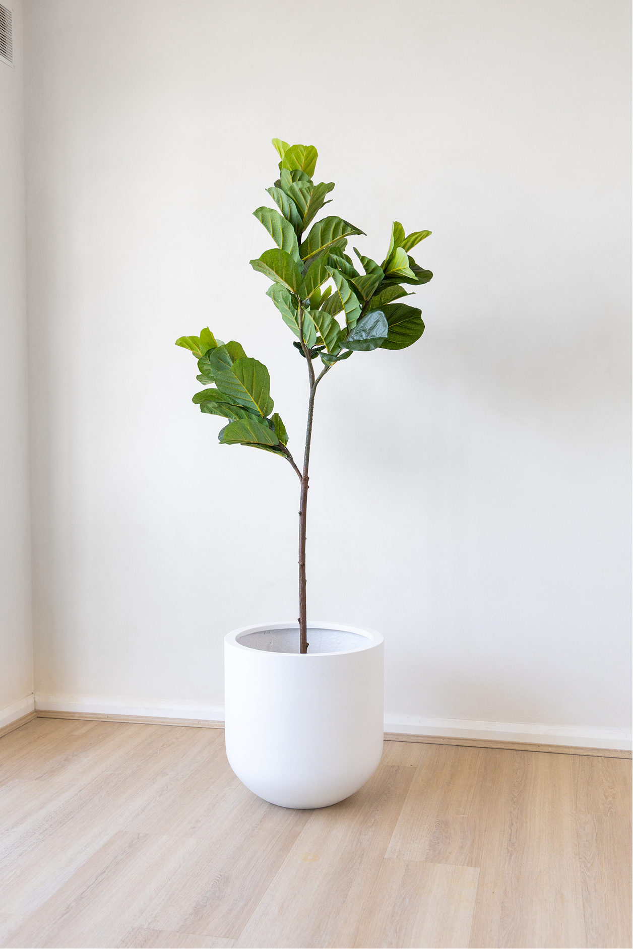 Potted Artificial Fiddle Leaf