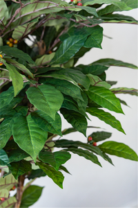 150cm Potted Artificial Coffee Tree