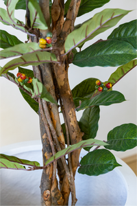 150cm Potted Artificial Coffee Tree