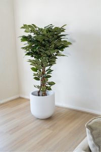150cm Potted Artificial Coffee Tree