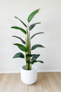 180cm Potted Artificial Strelitzia Nicolai