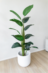 180cm Potted Artificial Strelitzia Nicolai