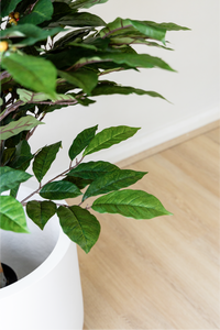 150cm Potted Artificial Coffee Tree