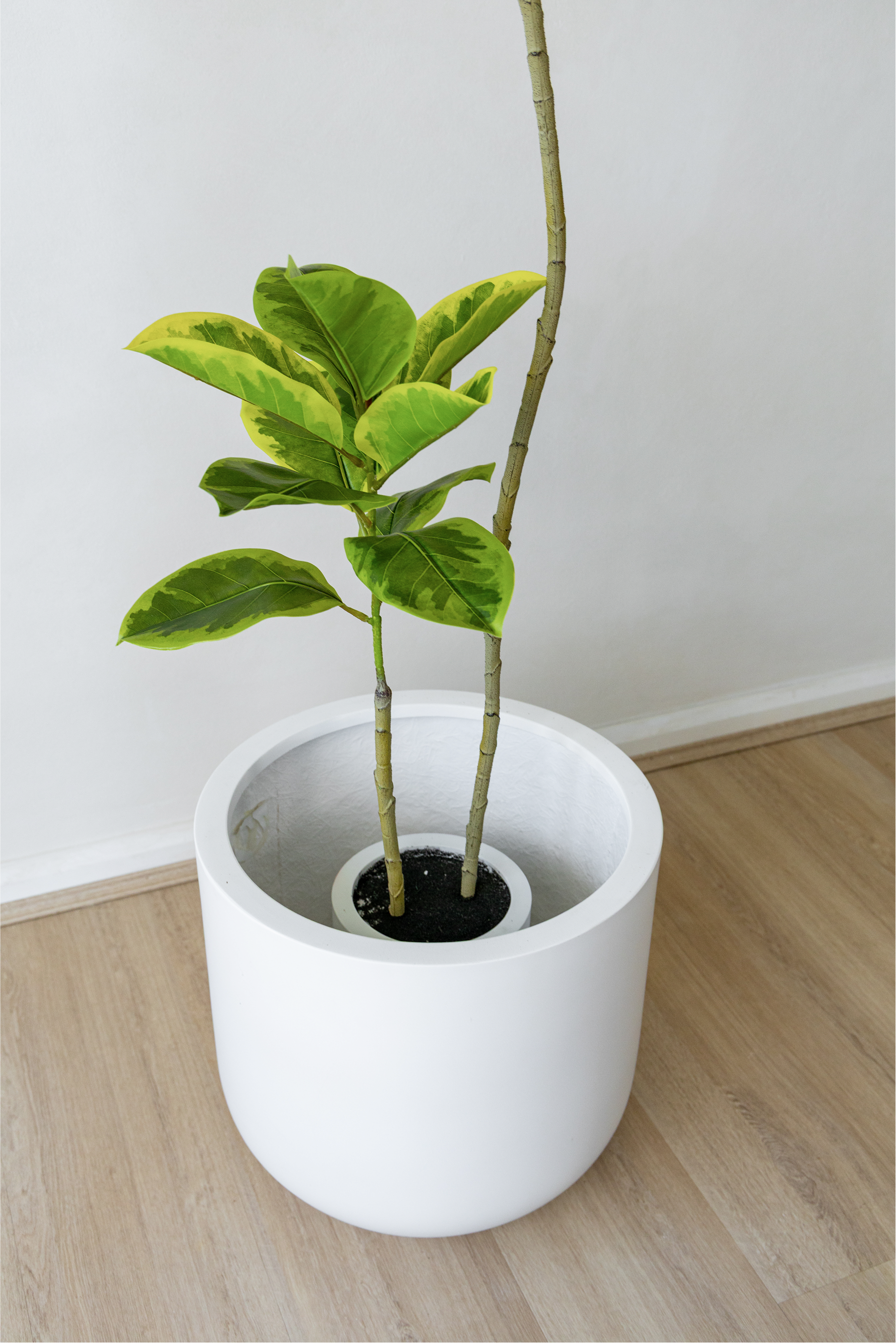 150cm Fiddle Leaf