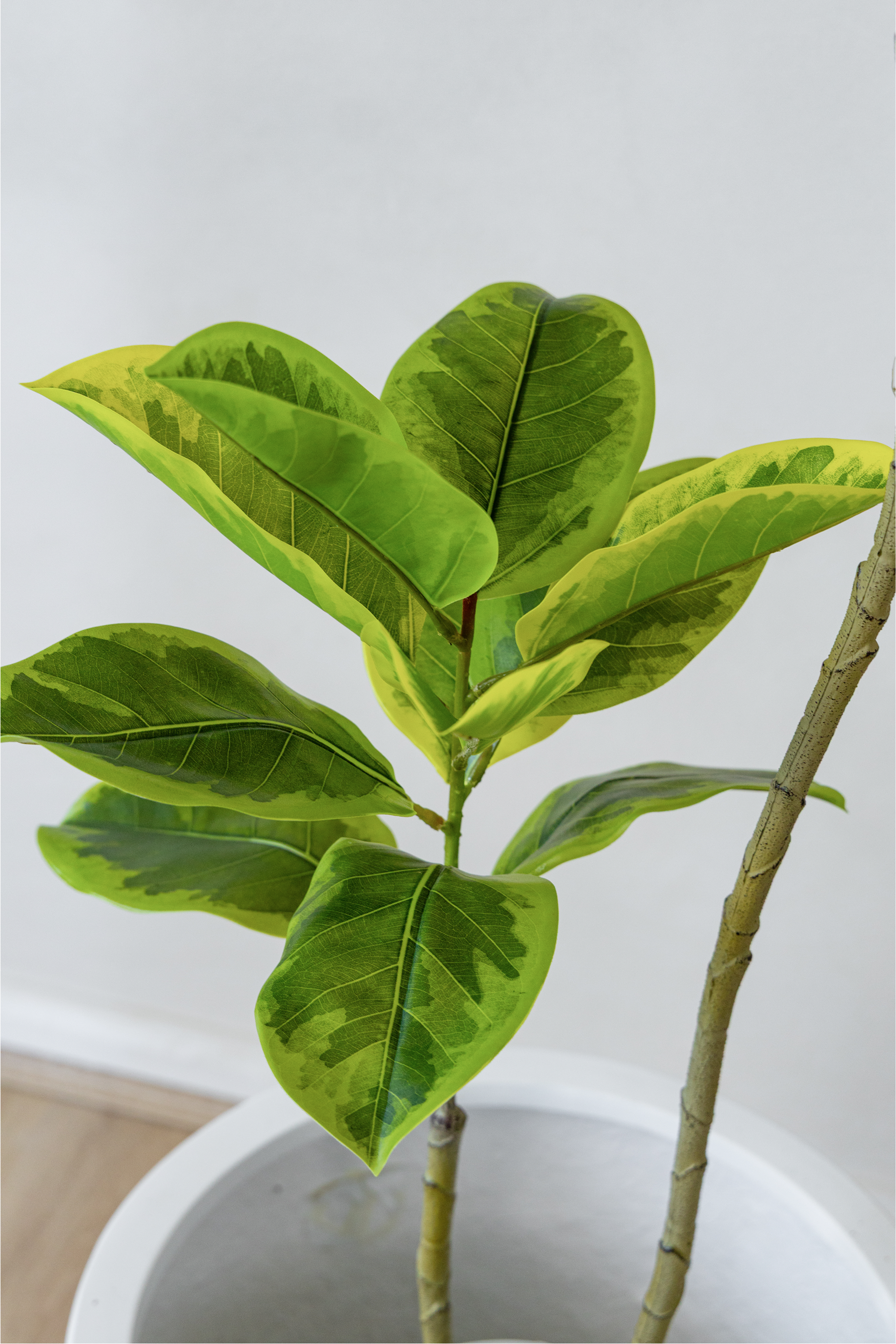 150cm Fiddle Leaf