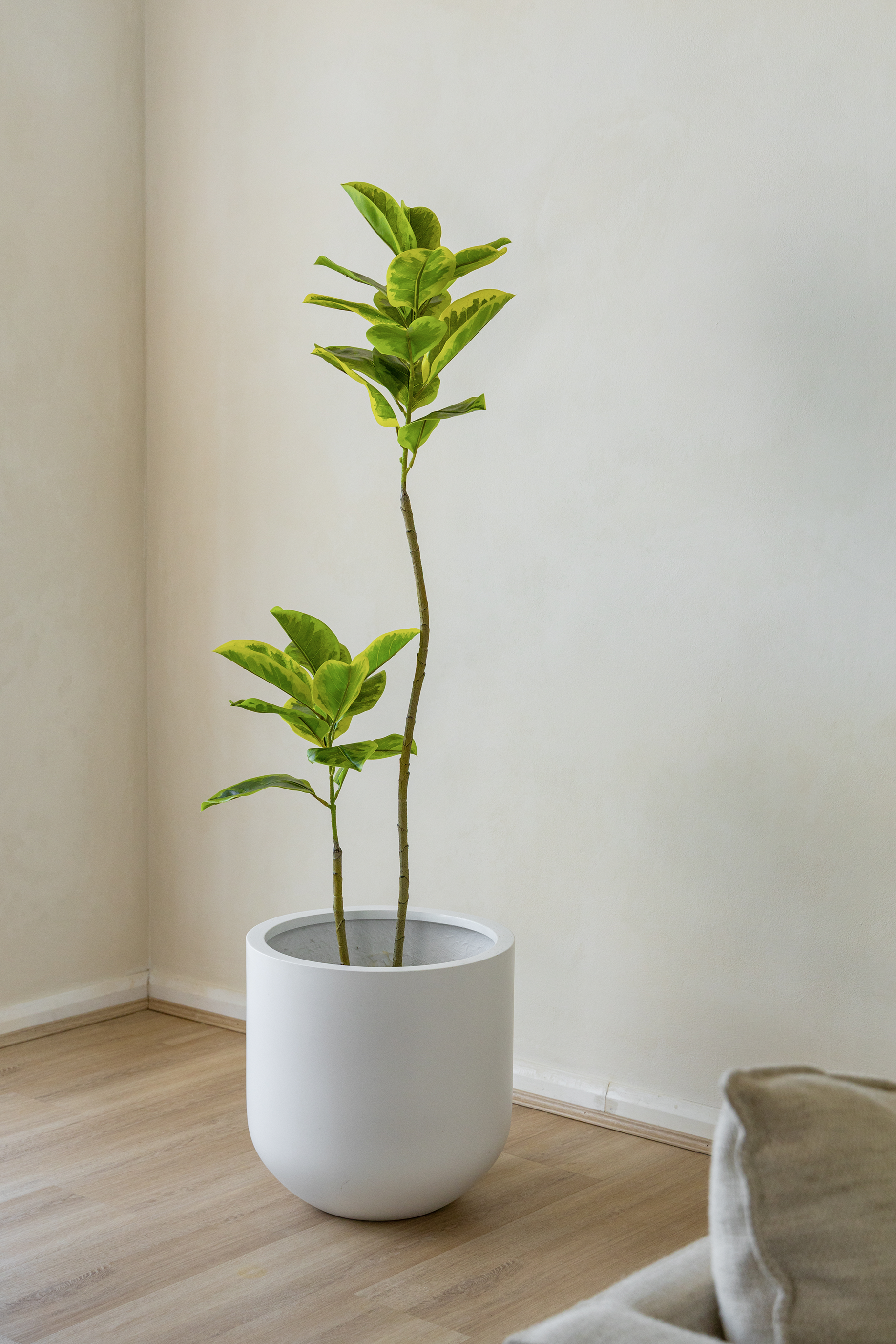 150cm Fiddle Leaf