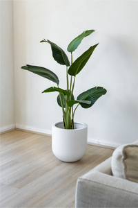 150cm Potted Artificial Strelitzia Nicolai