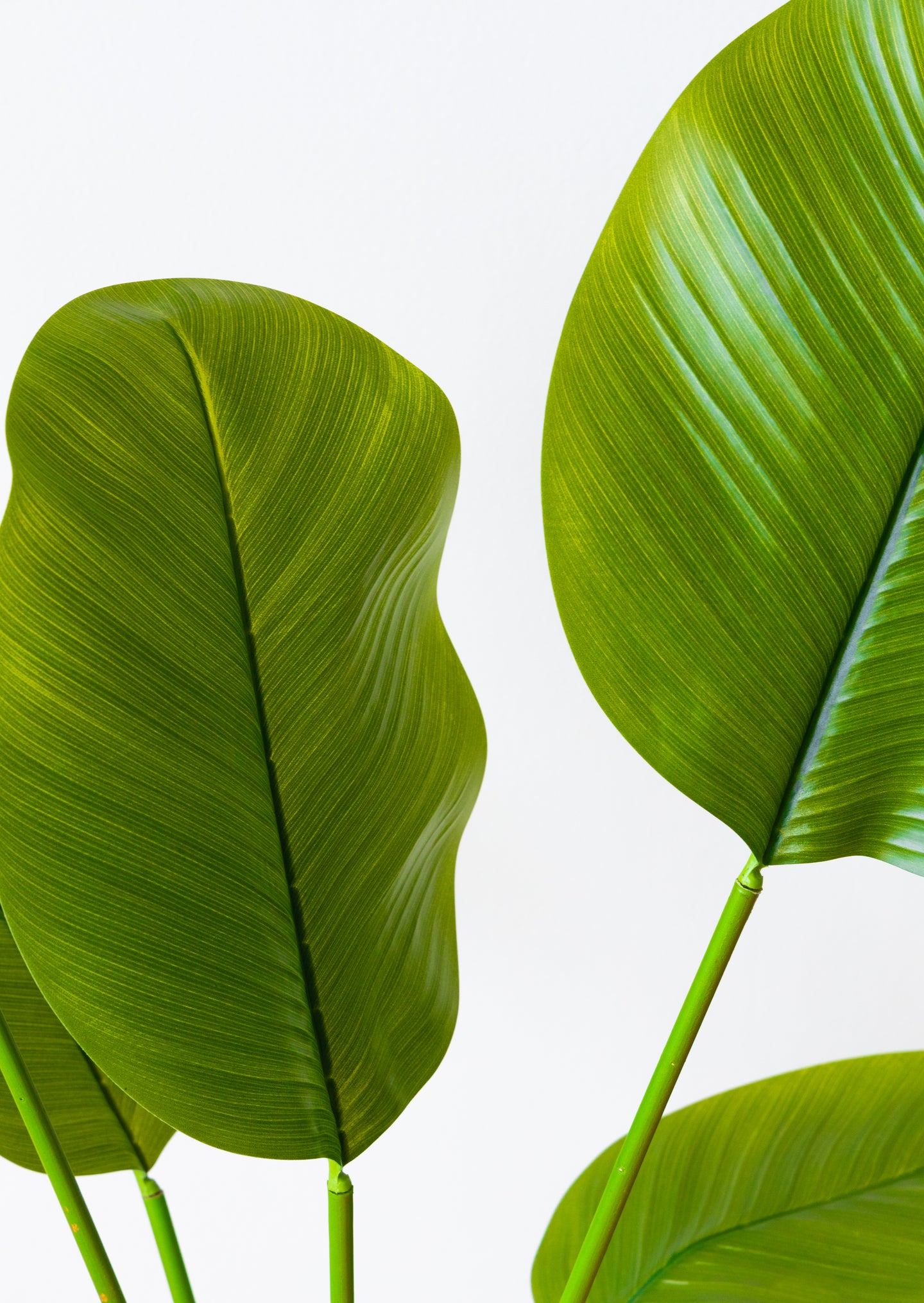 125cm Artificial Strelitzia Nicolai