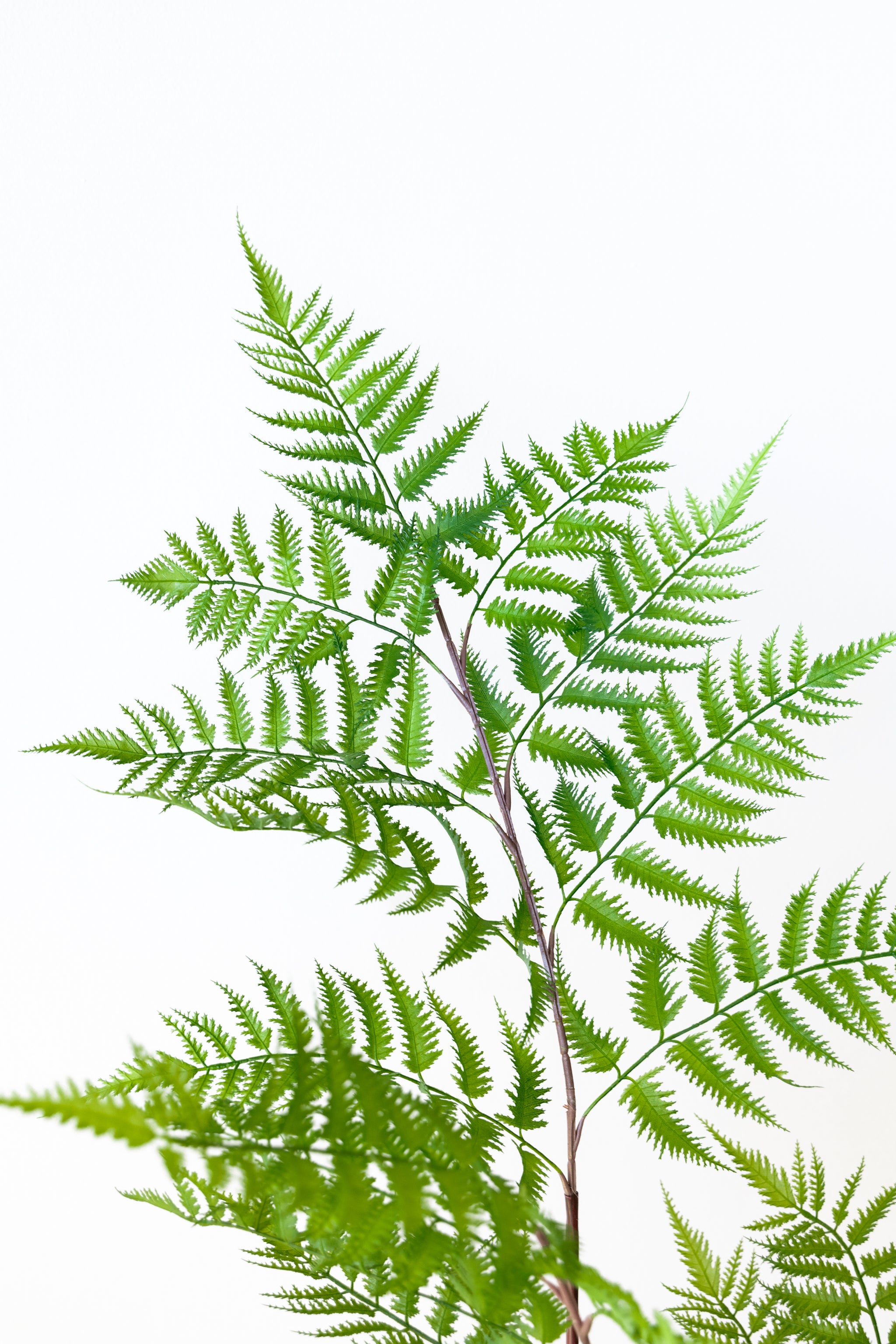 120cm Artificial Fern