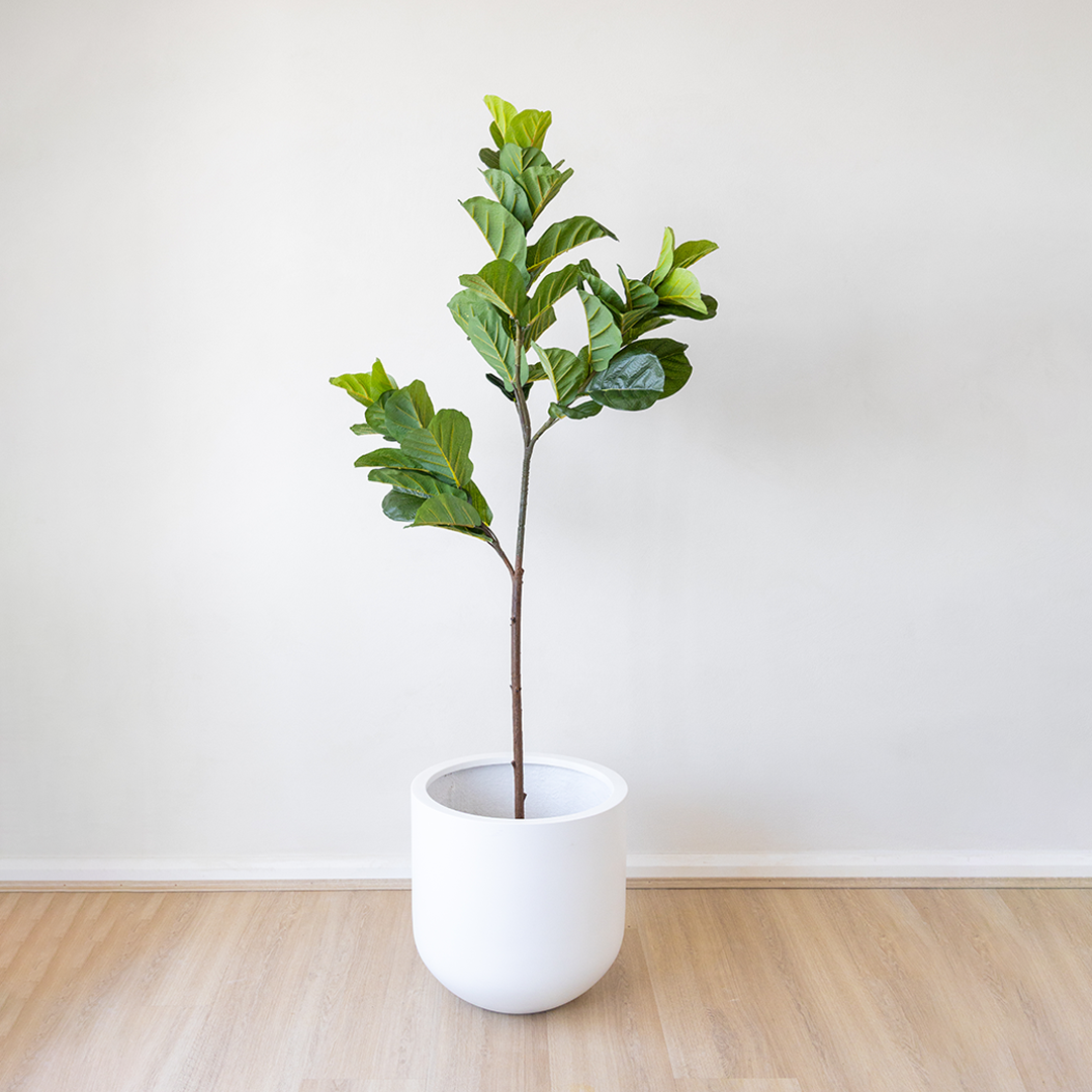 Potted Artificial Fiddle Leaf