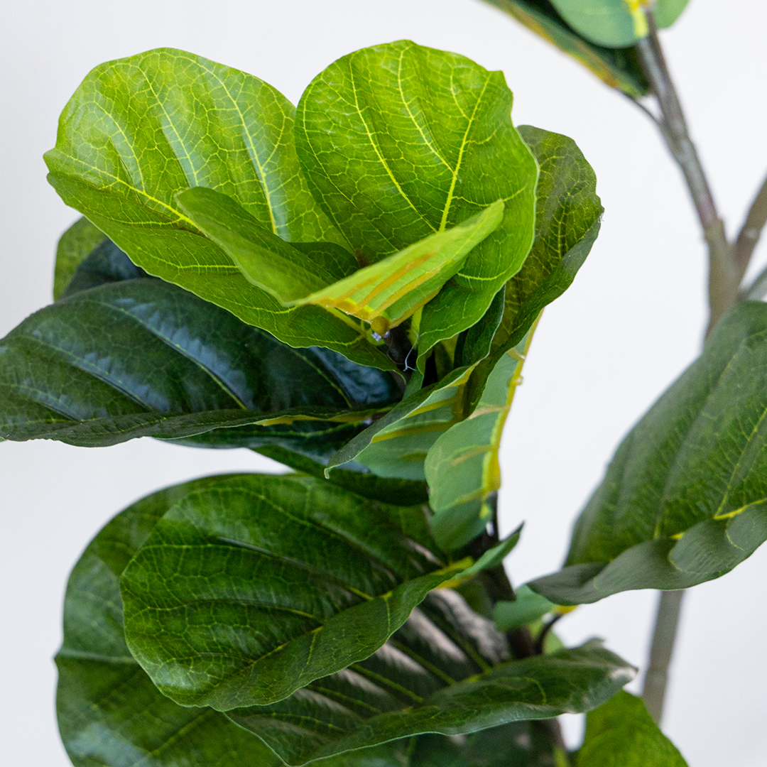 Potted Artificial Fiddle Leaf Duo