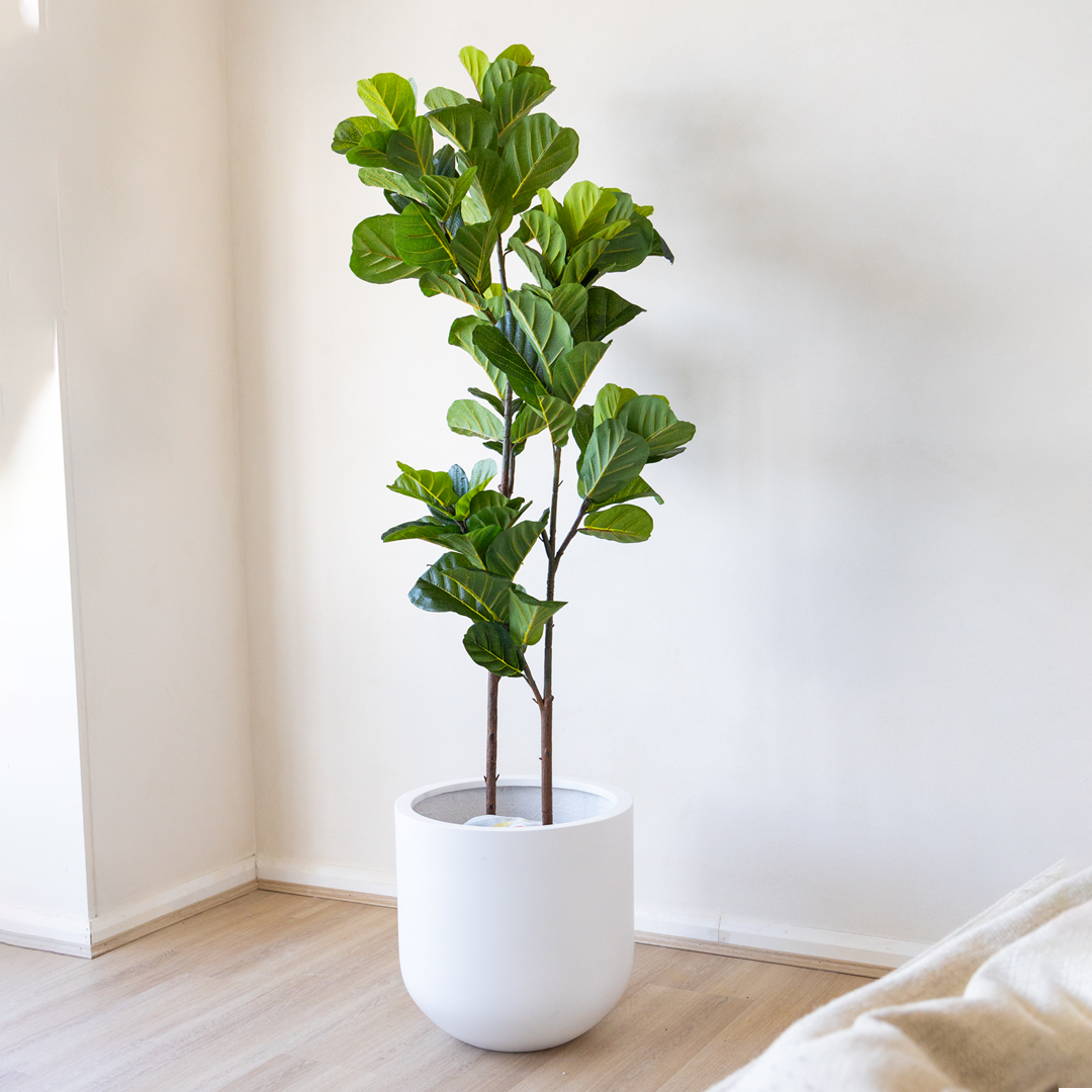 Potted Artificial Fiddle Leaf Duo