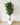 180cm Potted Artificial Ficus Tree