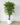 150cm Potted Artificial Smilax Tree