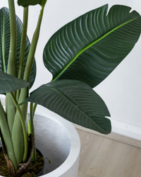 150cm Potted Artificial Strelitzia Nicolai