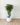 150cm Potted Artificial Coffee Tree