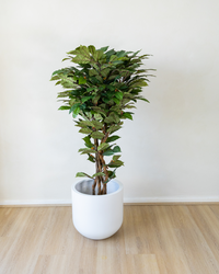 150cm Potted Artificial Coffee Tree