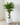 170cm Potted Artificial Birch Tree