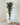 210cm Potted Artificial Ficus Tree