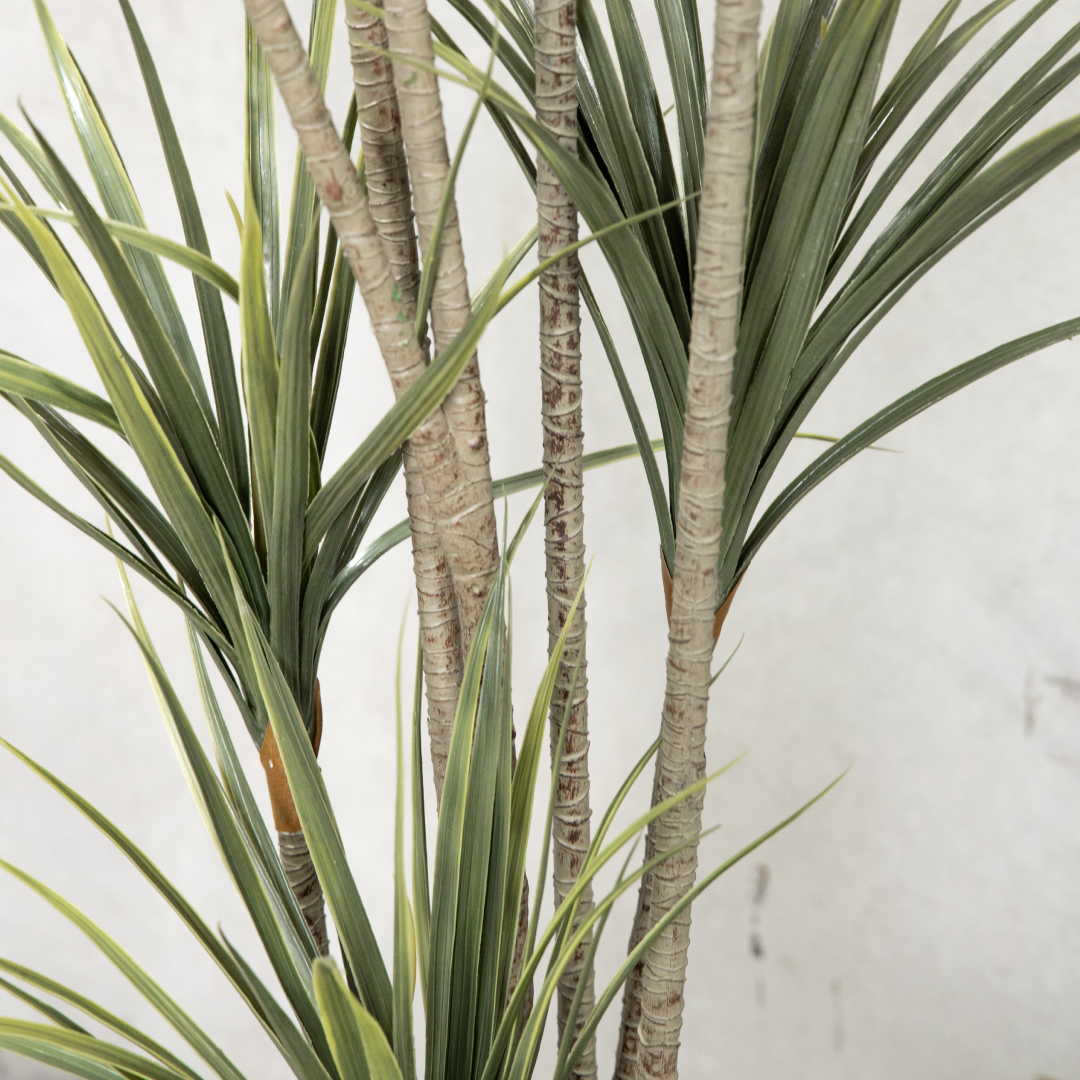 160cm Potted Artificial Dracaena