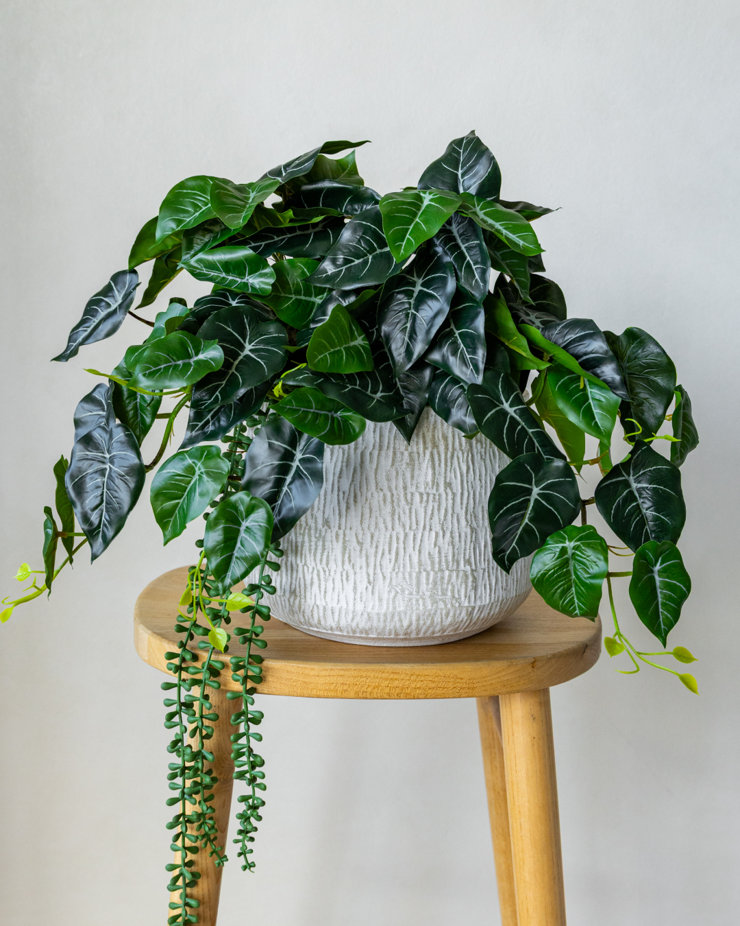 Alocasia Arrangement