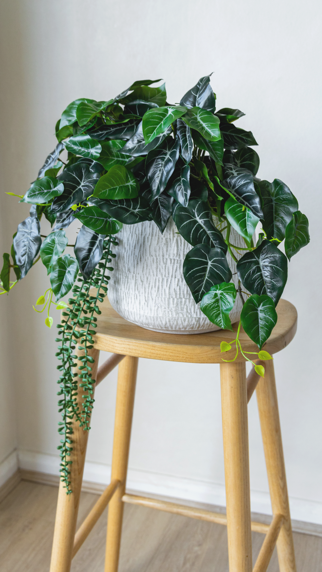 Alocasia Arrangement
