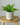 28cm Artificial Evergreen Plant
