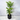 170cm Potted Artificial Palm Tree