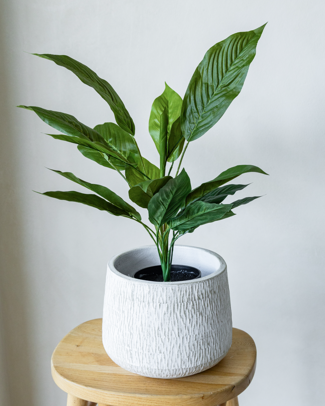 56cm Potted Artificial Cordyline