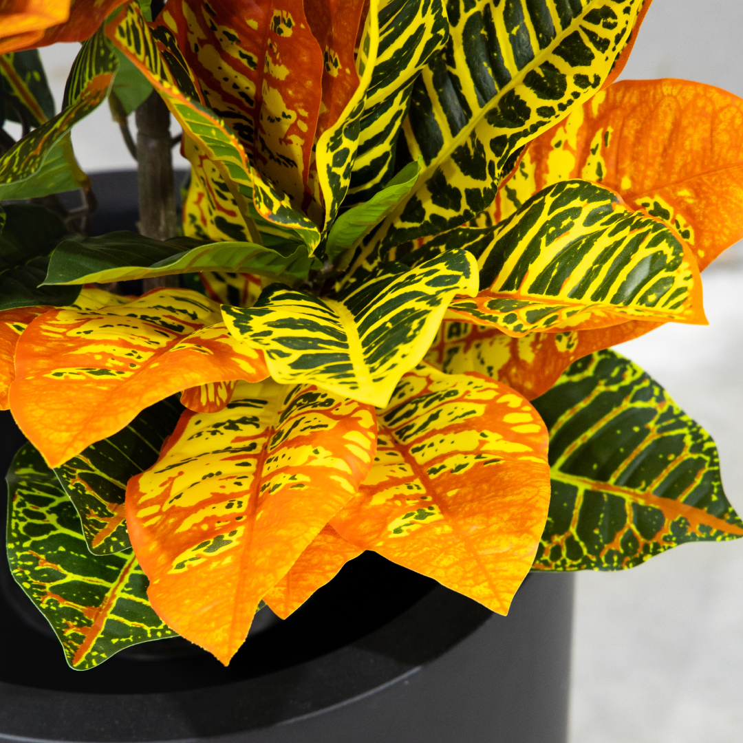100cm Potted Artificial Croton