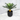 110cm Potted Artificial Cycas Palm