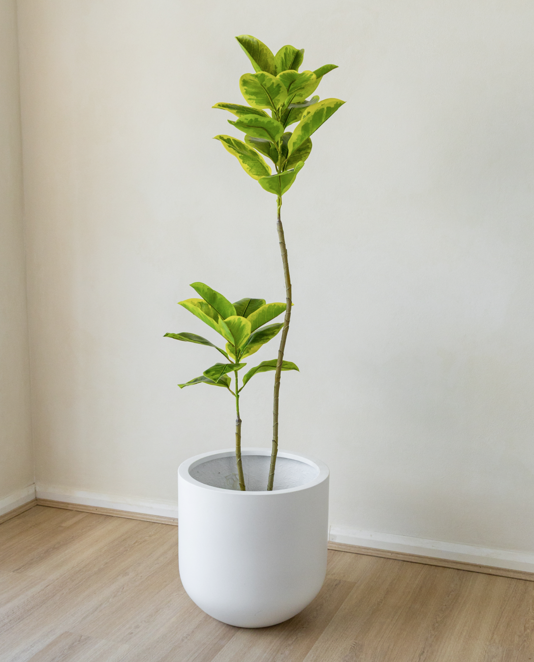 150cm Fiddle Leaf