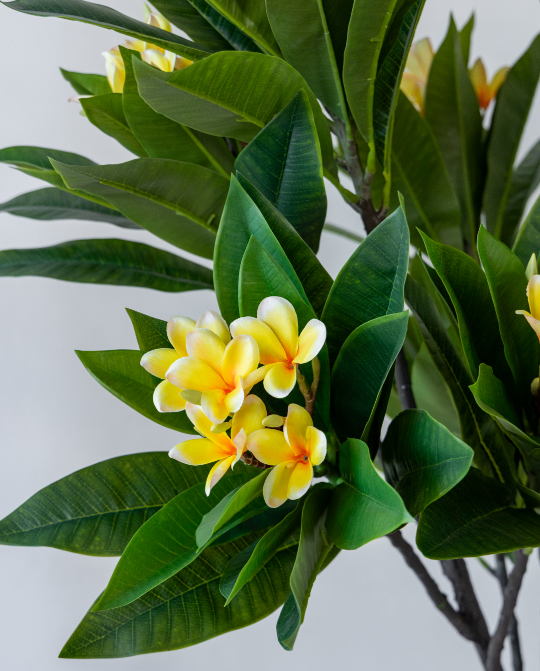 160cm Potted Artificial Frangipani Tree