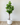 180cm Potted Artificial Fiddle Leaf