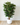 160cm Artificial Coffee Tree