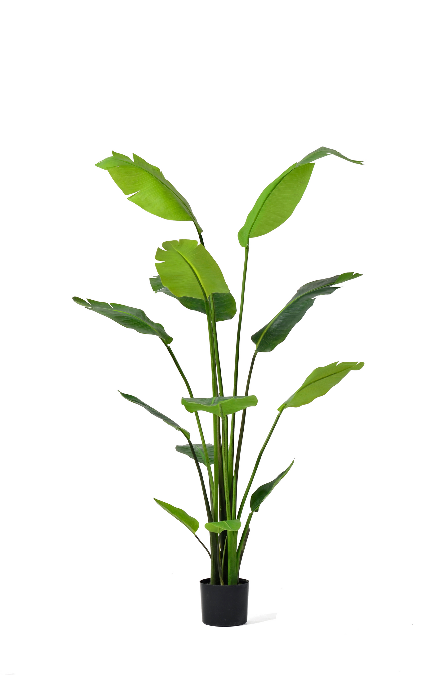 165cm Artificial Strelitzia Plant