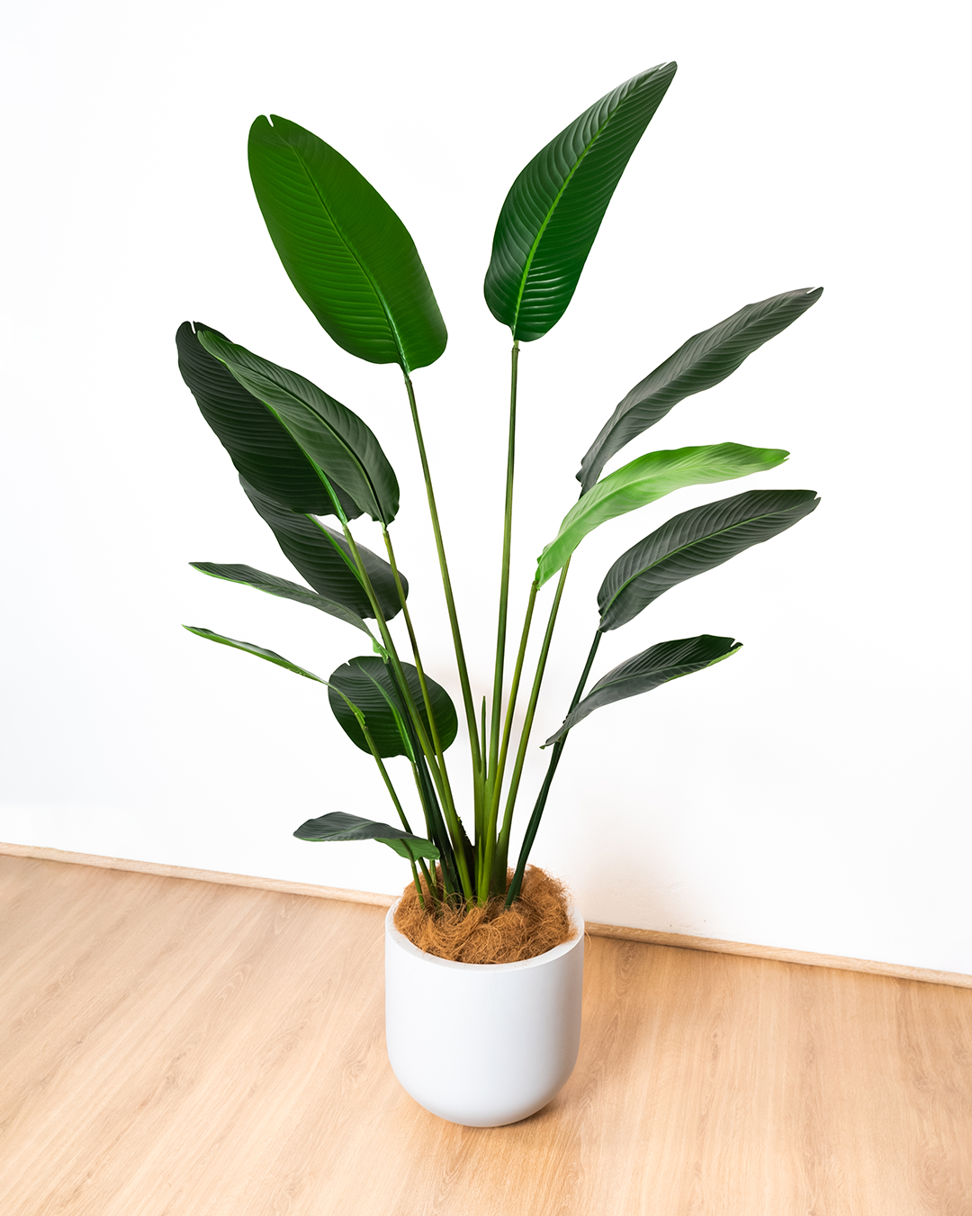 182cm Artificial Strelitzia Nicolai
