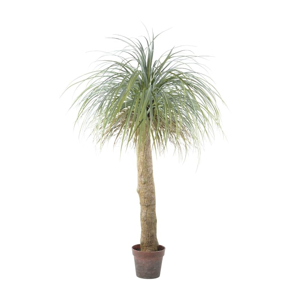 155cm Artificial Yucca
