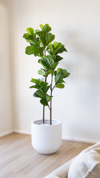 Potted Artificial Fiddle Leaf