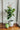Best Fiddle Leaf Fig Tree Care Guide – Revive Your Fiddle Leaf | The Plant Factory