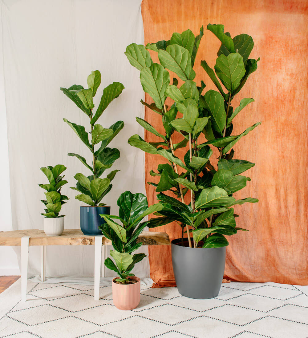 Best Fiddle Leaf Fig Tree Care Guide – Revive Your Fiddle Leaf | The Plant Factory