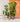 Best Fiddle Leaf Fig Tree Care Guide – Revive Your Fiddle Leaf | The Plant Factory