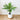 Bring Tropical Vibes Indoors with Lifelike Artificial Palm Trees