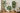 Designer Plants For Modern Home  | The Plant Factory