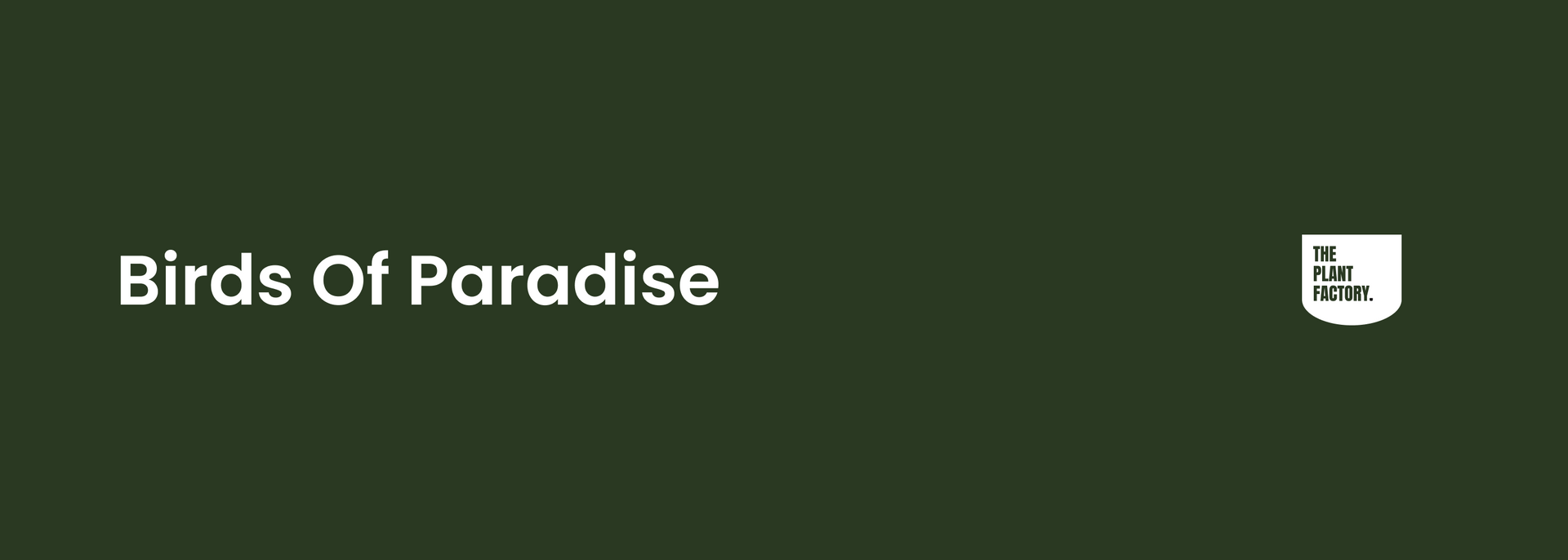 Bird Of Paradise