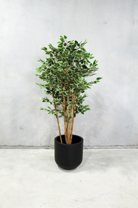180cm Potted Artificial Ficus Tree