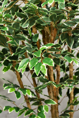 180cm Potted Artificial Ficus Tree